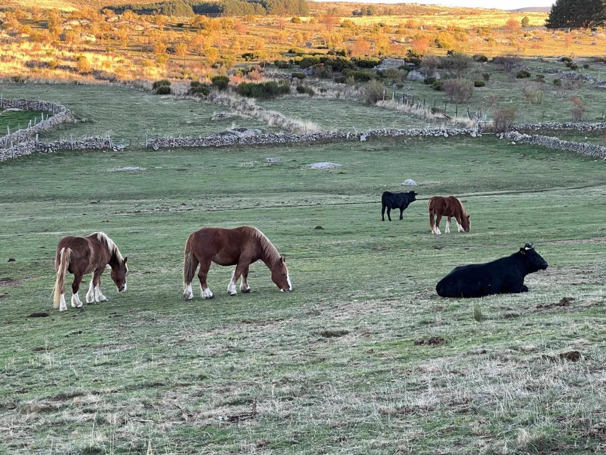 El Nido De Gredos Cuco Apartamento Con Chimenea ナバレドンダ・デ・グレドス エクステリア 写真